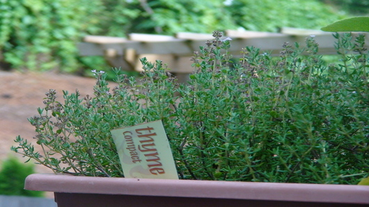 Fresh herbs