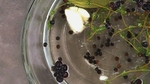 All-Purpose Brine