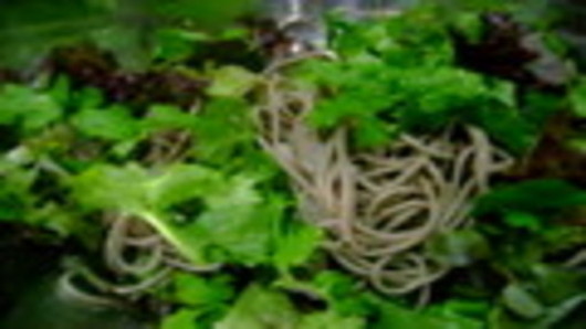 Assembling the salad