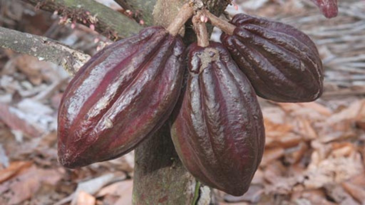 Types of Cacao Trees