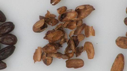 Uses for Cocoa Bean Shells