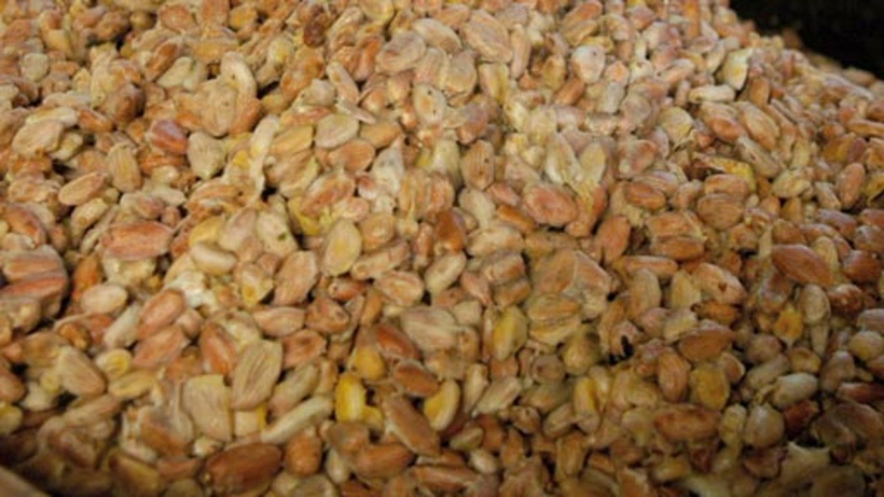 Fermenting Cocoa Beans