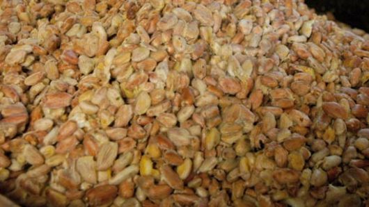 Fermenting Cocoa Beans
