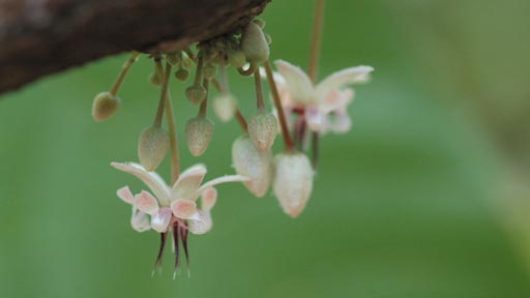 Cocoa Flowers