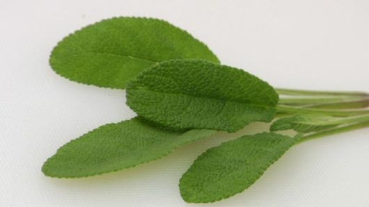 Frying the Sage Leaves
