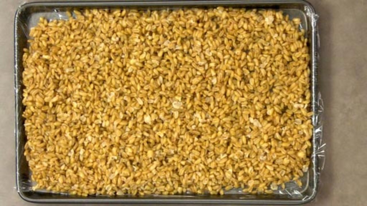 Grains & Food Safety