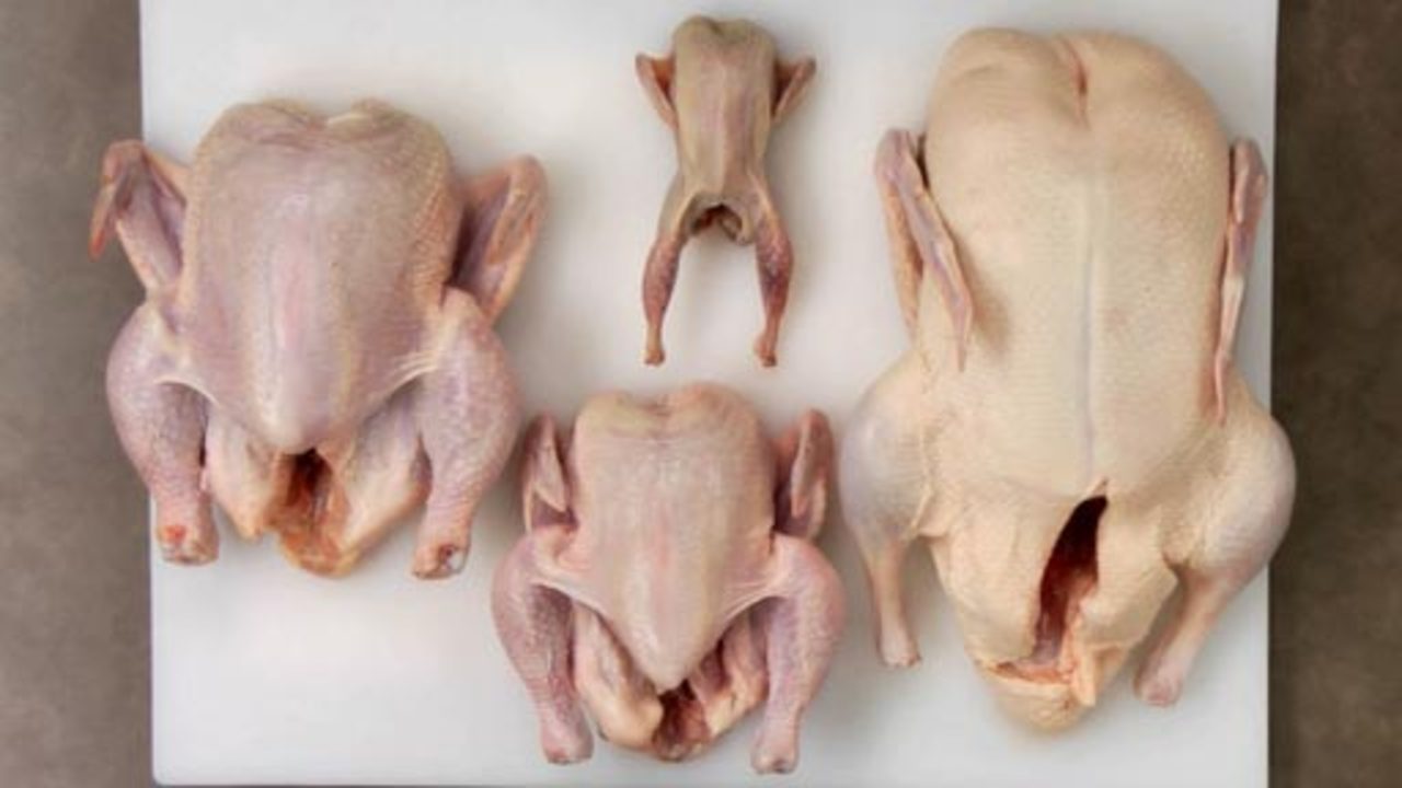 Types and Sizes of Poultry