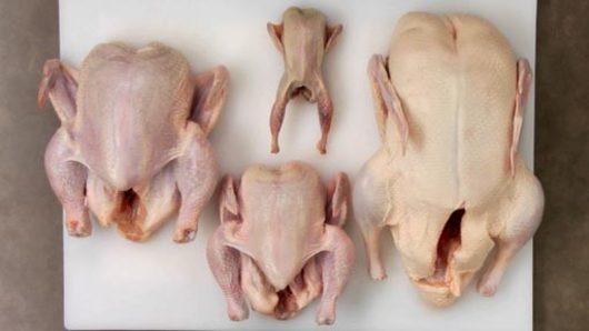 Types and Sizes of Poultry