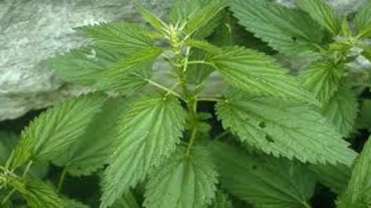 Gathering the Nettle