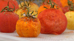Semi–Dried Tomatoes