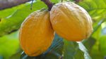 The Cacao Tree