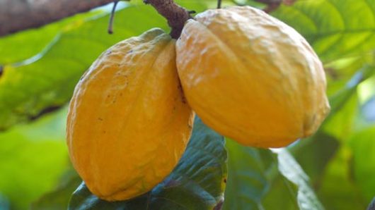 The Cacao Tree