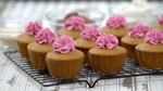 Vanilla Cupcakes
