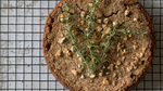 Chestnut Cake | Castignaccio 