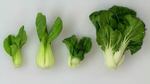 What is Bok Choy?