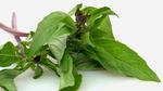 What is Thai Basil?