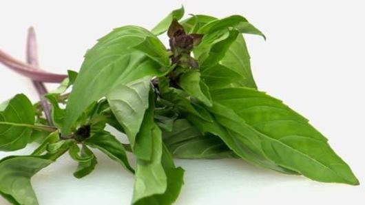 What is Thai Basil?