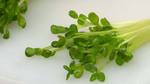 What are Kaiware Sprouts?