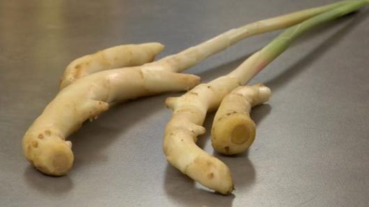 What is Young Ginger?