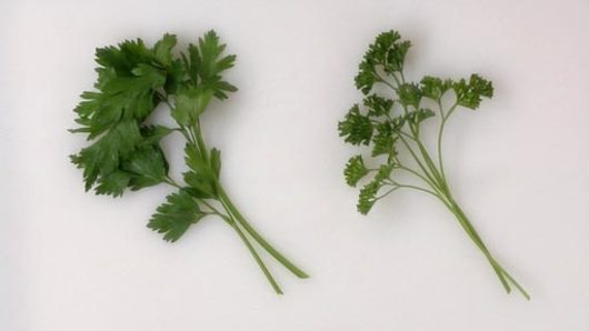 How to Identify Parsley & Cilantro