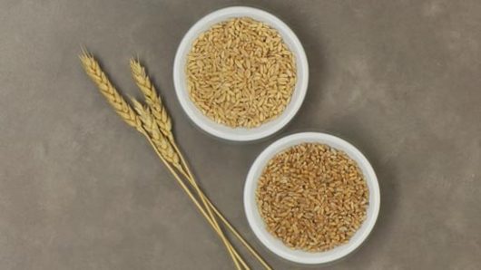 Spring Wheat vs Winter Wheat