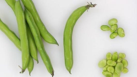 How to Buy and Clean Fava Beans