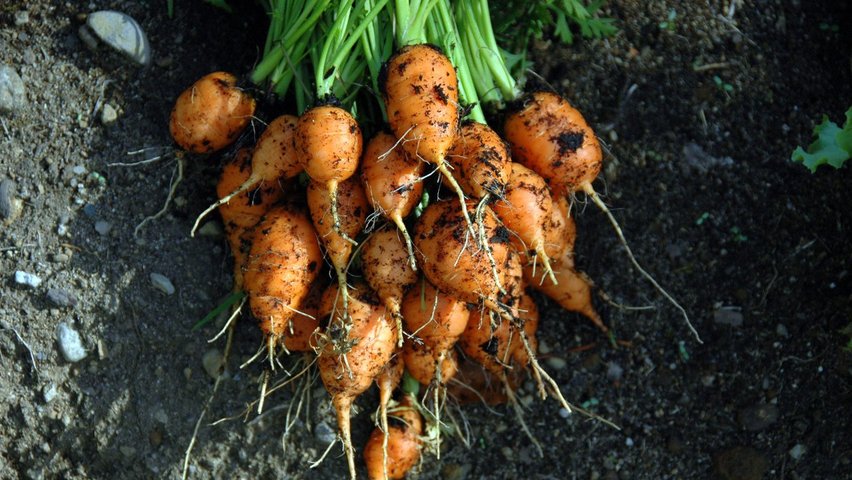 Vegetables