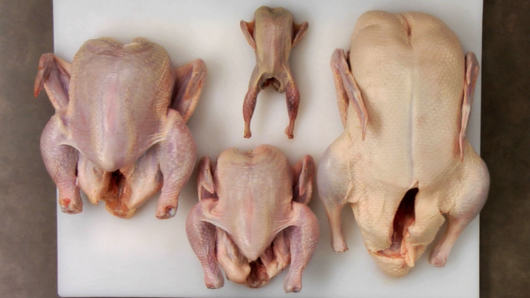 Poultry Fundamentals
