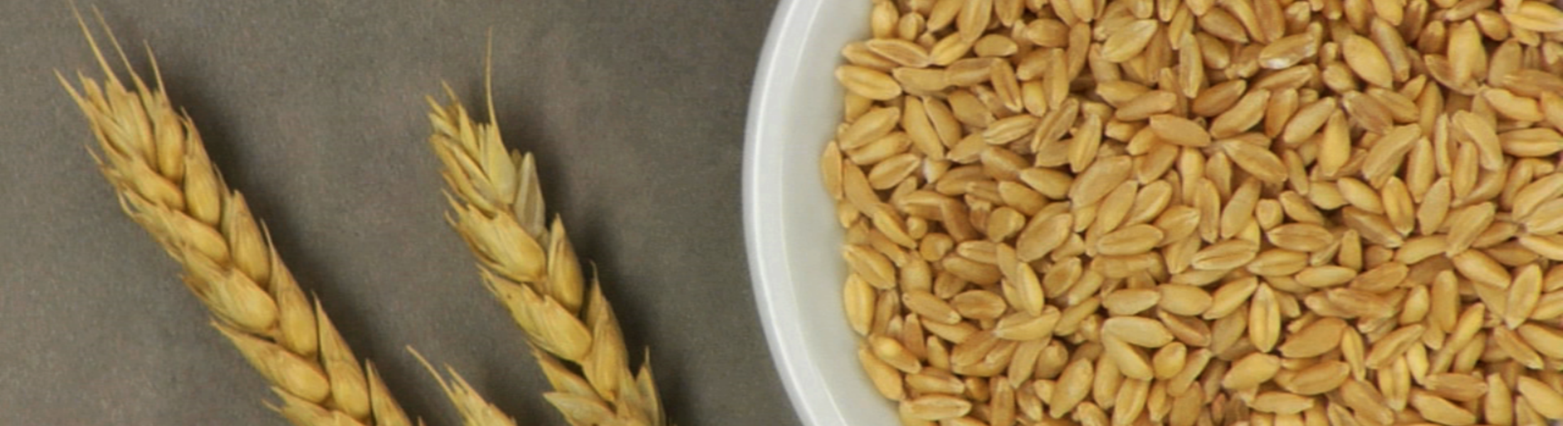 Wheat & Gluten