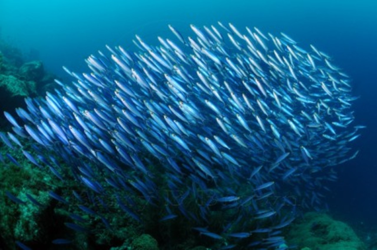 Seafood Literacy