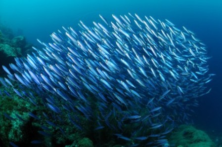 Seafood Literacy: An Introduction