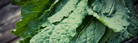 Plant-Based Cooking: An Introduction