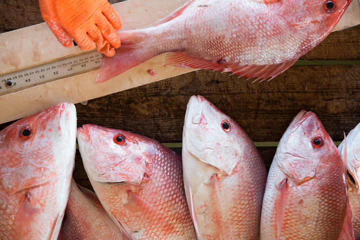 Seafood Basics:  Understanding Seafood Culinary Categories