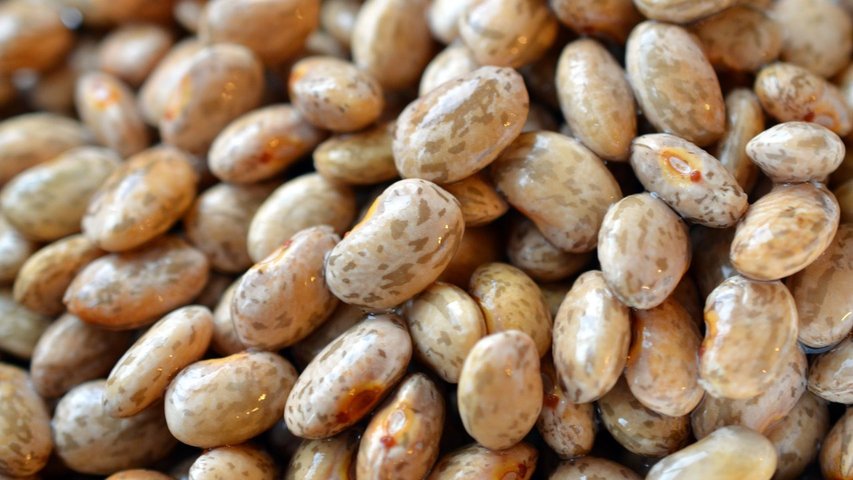 Legumes